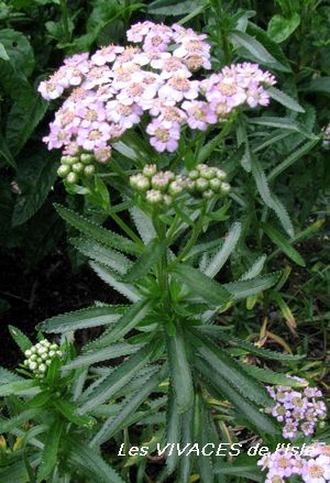 ACHILLEA SIBIRICA Love Parade