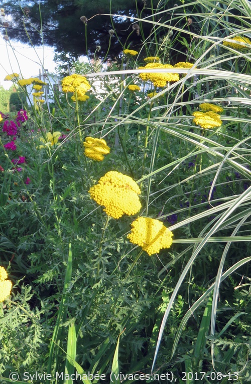 ACHILLEA X FILIPENDULA Coronation Gold