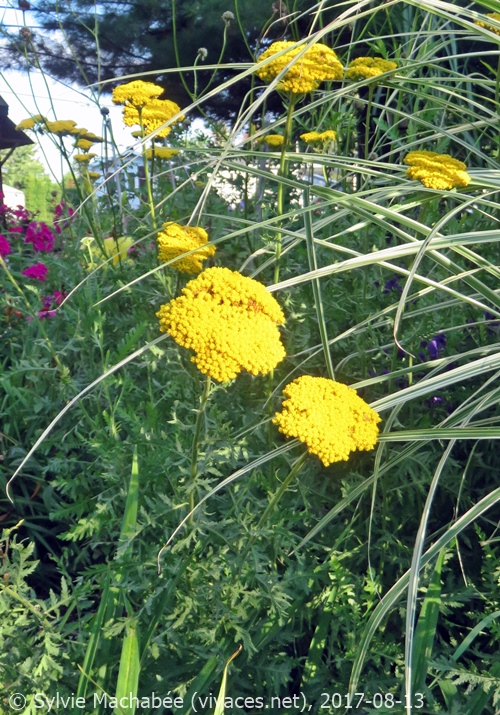 ACHILLEA X FILIPENDULA 'Coronation Gold'