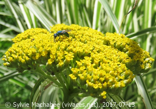 ACHILLEA X FILIPENDULA 'Coronation Gold'