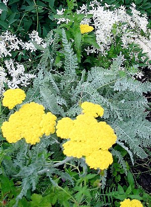 ACHILLEA X CLYOPEOLATA Moonshine