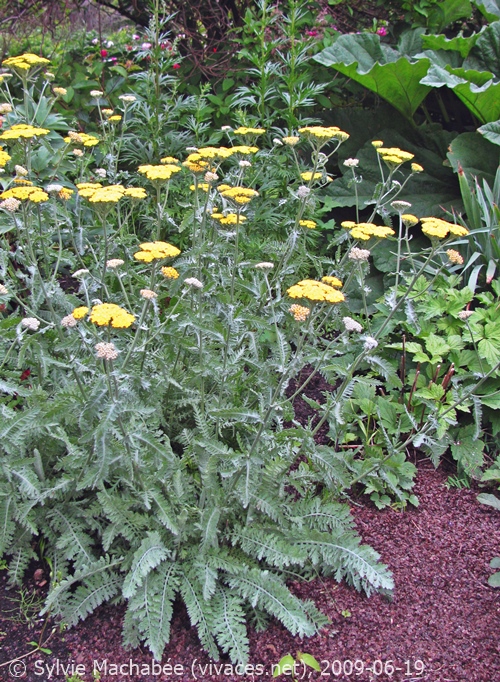 ACHILLEA X CLYOPEOLATA Moonshine