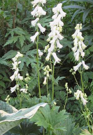 ACONITUM SEPTENTRIONALE 'vorine