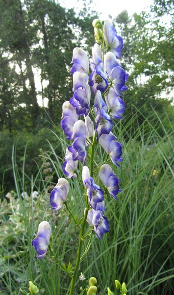 ACONITUM CAMMARUM Bicolor