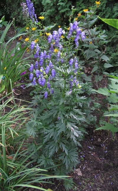 ACONITUM  Bressingham Spire