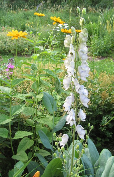 ACONITUM Stainless Steel