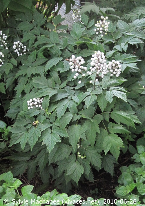 ACTEA ALBA
