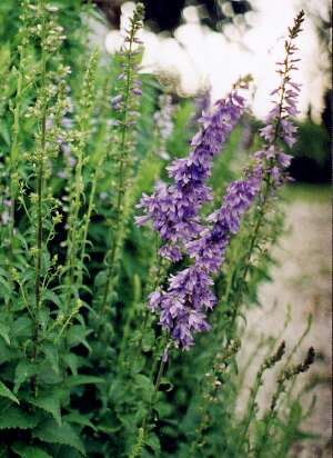 ADENOPHORA LILIFOLIA