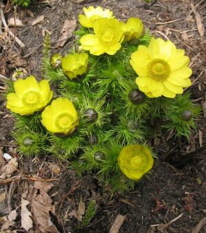 ADONIS VERNALIS
