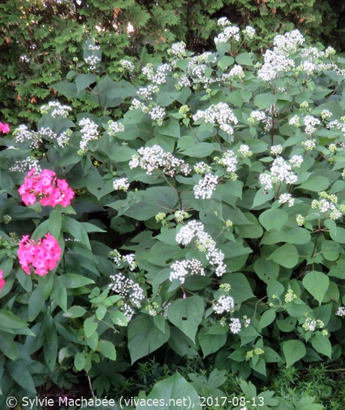 AGERATINA ALTISSIMA