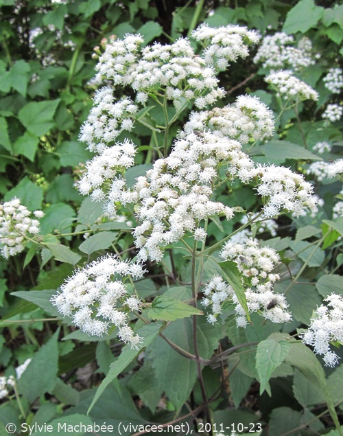 AGERATINA ALTISSIMA