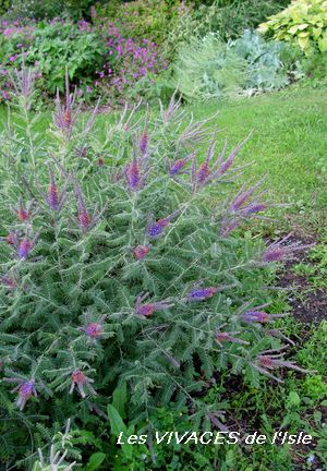 AMORPHA CANESCENS