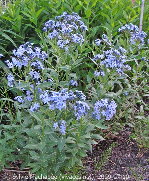AMSONIA Blue Ice