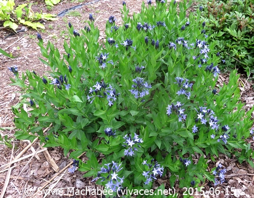 AMSONIA Blue Ice