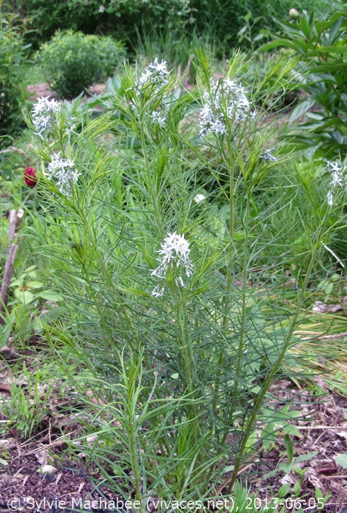 AMSONIA HUBRICHTII