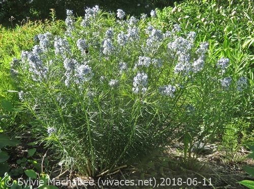 AMSONIA HUBRICHTII
