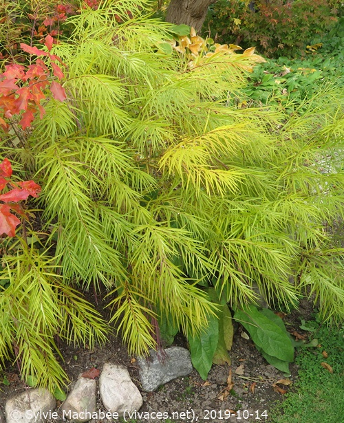 AMSONIA HUBRICHTII