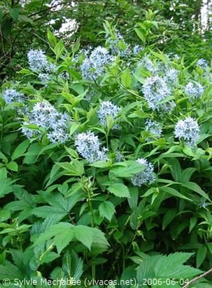 AMSONIA ILLUSTRIS