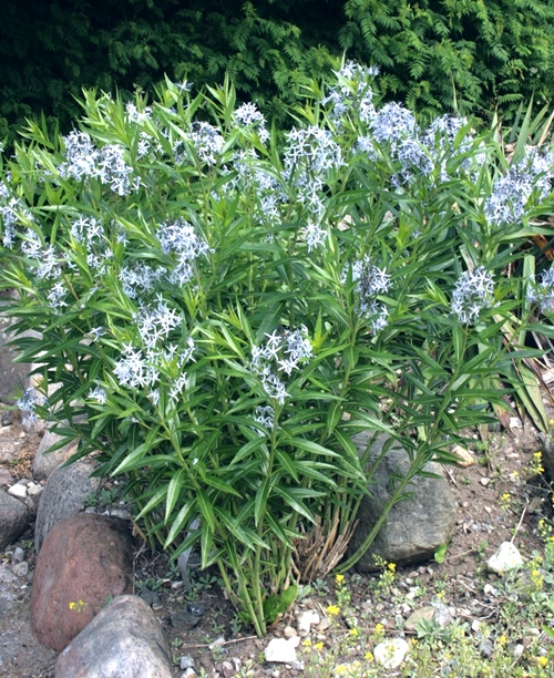 AMSONIA TABERNAEMONTANA