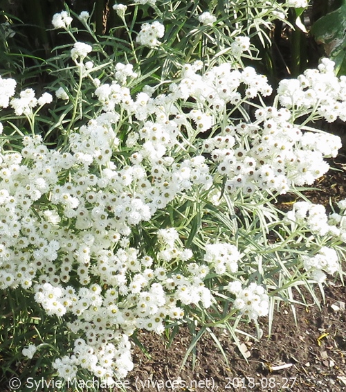 ANAPHALIS MARGARITACEA