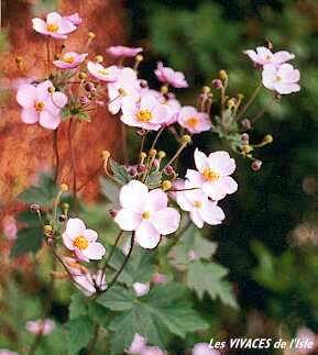 ANEMONE VITIFOLIA Robustissima