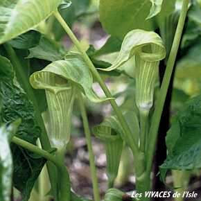 ARISAEMA ATRORUBENS forme VIRIDE