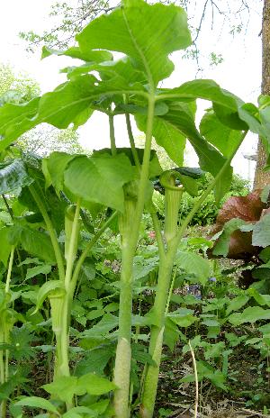 ARISAEMA ATRORUBENS forme VIRIDE