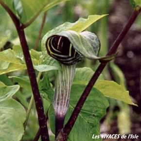 ARISAEMA TRIPHYLLUM
