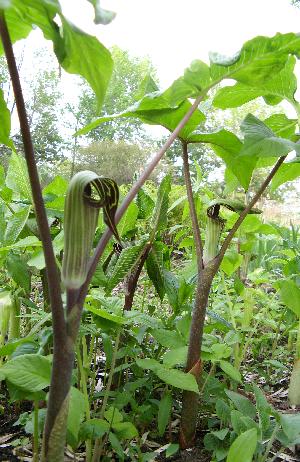 ARISAEMA TRIPHYLLUM