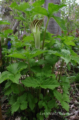 ARISAEMA AMURENSE