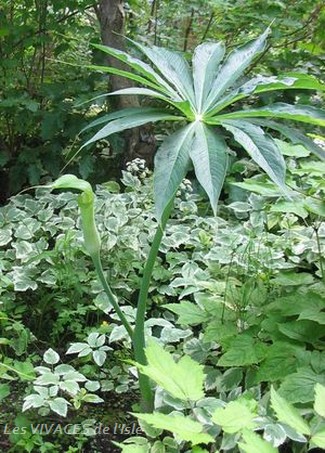 ARISAEMA CONSANGUINEUM