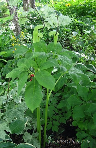 ARISAEMA TORTUOSUM