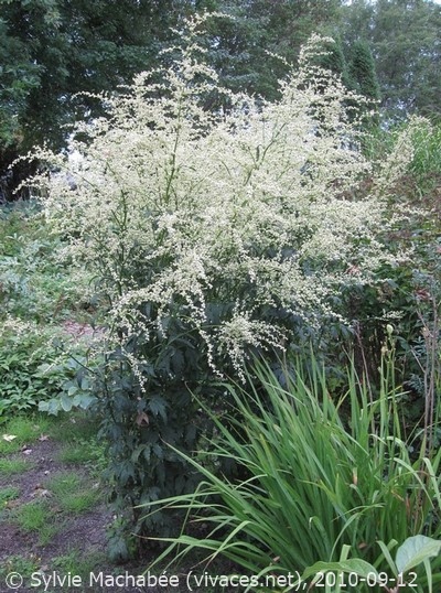 ARTEMISA LACTIFLORA