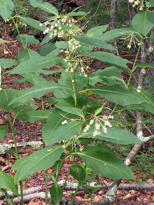 ASCLEPIAS EXALTATA