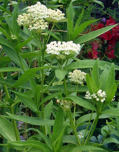 ASCLEPIAS INCARNATA 'Ice Ballet'
