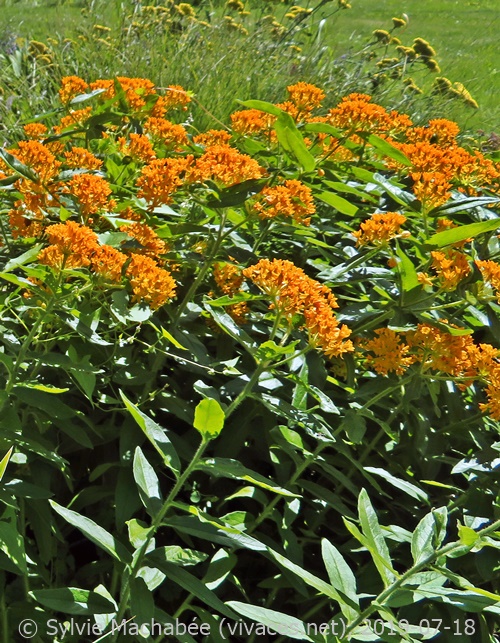 ASCLEPIAS TUBEROSA