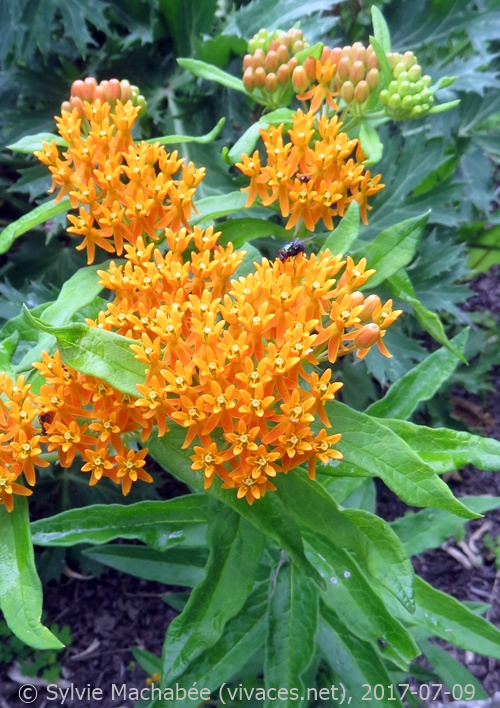ASCLEPIAS TUBEROSA