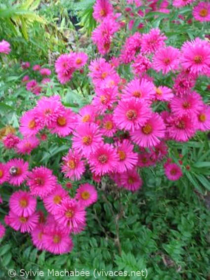SYMPHYOTRICHUM NOVAE-ANGLIAE 'Alma Potschke'