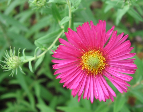 SYMPHYOTRICHUM NOVAE-ANGLIAE 'Alma Potschke''