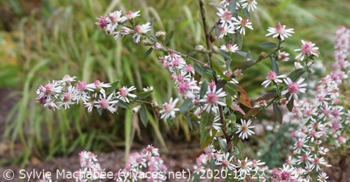 SYMPHYOTRICHUM LATERIFLORUM 'Lady in Black'