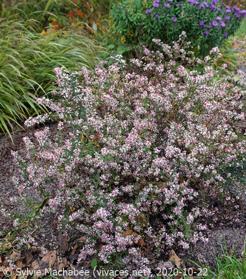 SYMPHYOTRICHUM LATERIFLORUM 'Lady in Black'