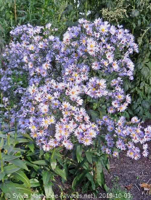 SYMPHYOTRICHUM LAEVE, Aster laevis
