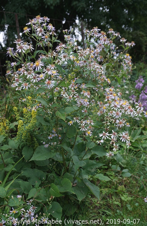 EURYBIA MACROPHYLLA