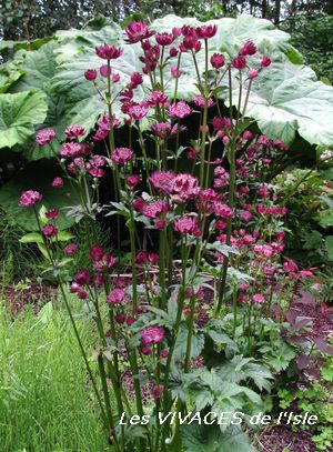 ASTRANTIA MAJOR Moulin rouge