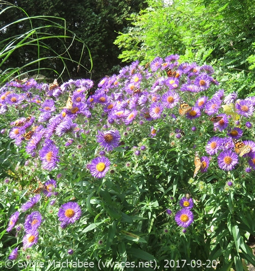 ASTER NOVAE-ANGLIAE