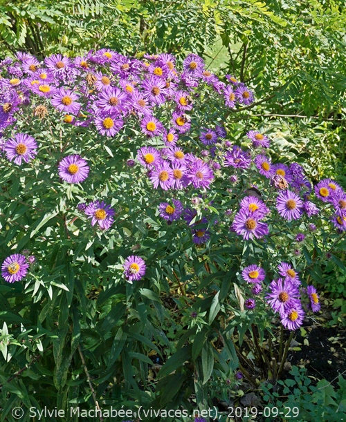 ASTER NOVAE-ANGLIAE