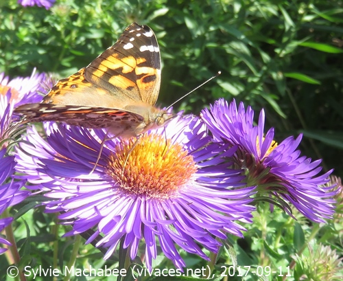 ASTER NOVAE-ANGLIAE