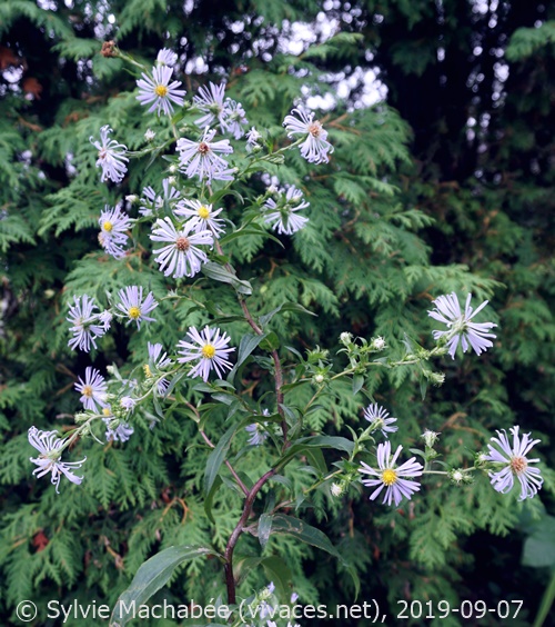SYMPHYOTRICHUM PUNICEUM