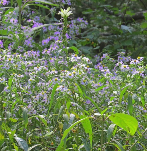 SYMPHYOTRICHUM PUNICEUM