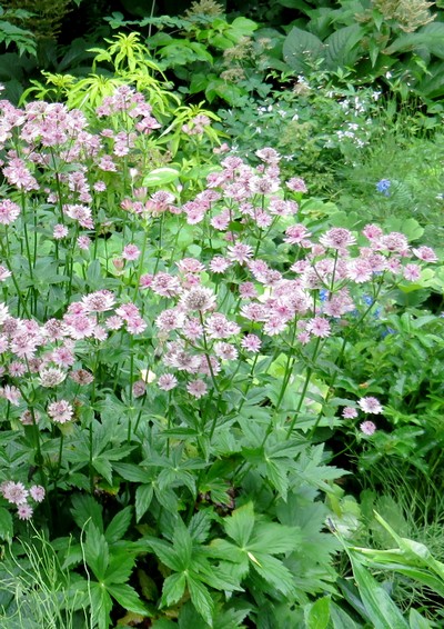 ASTRANTIA 'Roma'